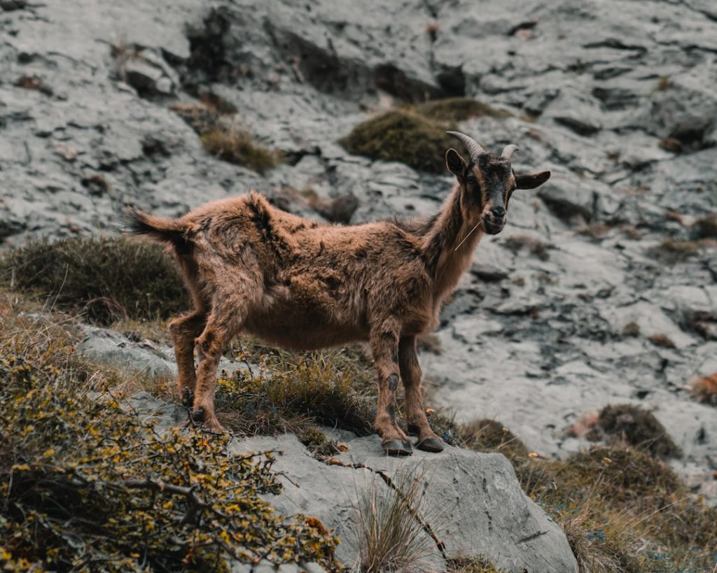 Photo Goat, Spain