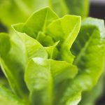 Photo Romaine lettuce